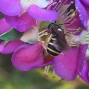 Lasioglossum (Chilalictus) bicingulatum at Acton, ACT - 14 Nov 2020