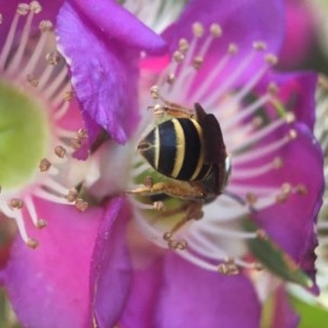 Lasioglossum (Chilalictus) bicingulatum at Acton, ACT - 14 Nov 2020