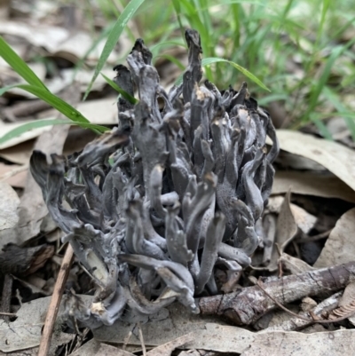 Ramaria sp. (A Coral fungus) at Black Range, NSW - 16 Nov 2020 by StephH