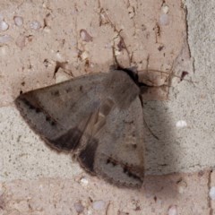 Pantydia sparsa (Noctuid Moth) at Gungaderra Creek Ponds - 13 Nov 2020 by DPRees125