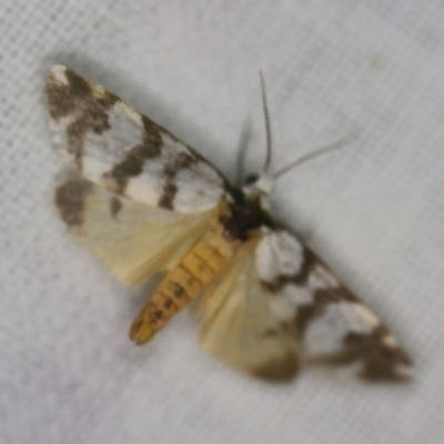 Thallarcha trissomochla (Yellow Crossed Footman) at Forde, ACT - 6 Nov 2020 by ibaird