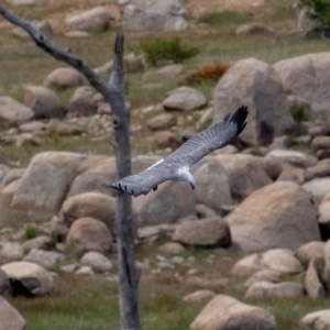 Haliaeetus leucogaster at Buckenderra, NSW - 13 Nov 2020