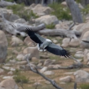 Haliaeetus leucogaster at Buckenderra, NSW - 13 Nov 2020 11:17 AM