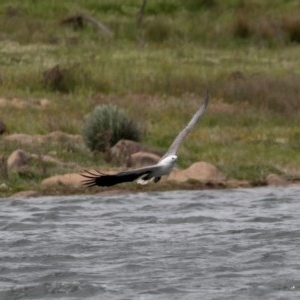 Haliaeetus leucogaster at Buckenderra, NSW - 13 Nov 2020 11:17 AM
