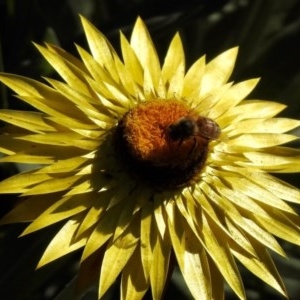 Apis mellifera at Aranda, ACT - 8 Nov 2020