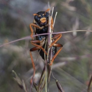 Perga dorsalis at Michelago, NSW - 14 Nov 2020