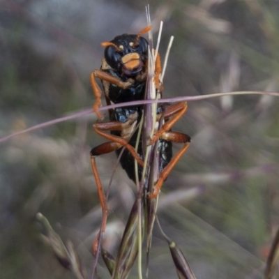 Perga dorsalis (Steel-blue sawfly, spitfire) at Michelago, NSW - 13 Nov 2020 by Illilanga