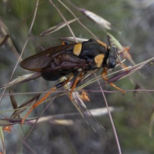 Perga dorsalis at Michelago, NSW - 14 Nov 2020 06:46 AM