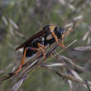 Perga dorsalis at Michelago, NSW - 14 Nov 2020 06:46 AM