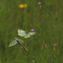 Pieris rapae (Cabbage White) at Mount Clear, ACT - 11 Nov 2020 by KMcCue