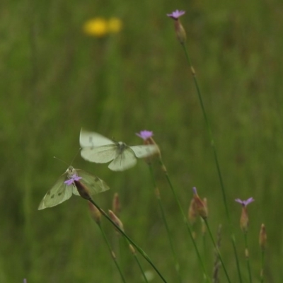 Pieris rapae (Cabbage White) at Mount Clear, ACT - 11 Nov 2020 by KMcCue