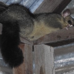 Trichosurus vulpecula (Common Brushtail Possum) at Mount Clear, ACT - 11 Nov 2020 by KMcCue