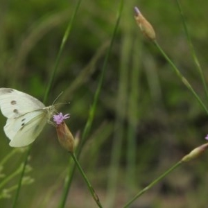 Pieris rapae at Mount Clear, ACT - 11 Nov 2020