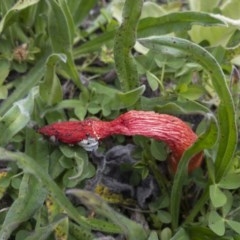 Phallus rubicundus at Illilanga & Baroona - 29 Oct 2020