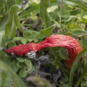 Phallus rubicundus at Illilanga & Baroona - 29 Oct 2020