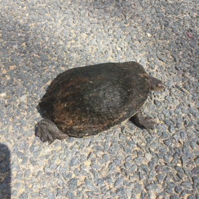 Chelodina longicollis (Eastern Long-necked Turtle) at Murrumbateman, NSW - 16 Oct 2020 by Hank