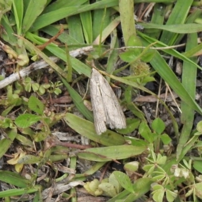 Pyralidae (family) (A Pyralid Moth) at Mount Clear, ACT - 11 Nov 2020 by KMcCue