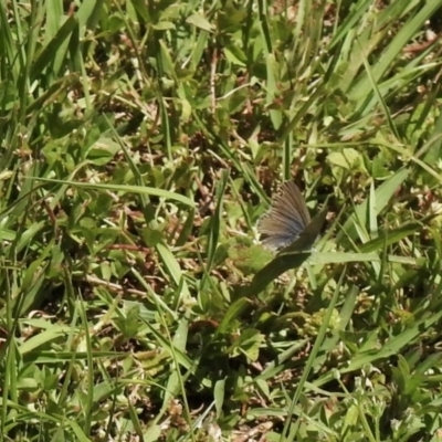 Zizina otis (Common Grass-Blue) at Mount Clear, ACT - 8 Nov 2020 by KMcCue