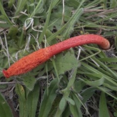 Phallus rubicundus (Phallus rubicundus) at Michelago, NSW - 25 Oct 2020 by Illilanga