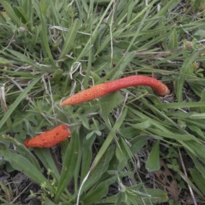 Phallus rubicundus at Illilanga & Baroona - 25 Oct 2020