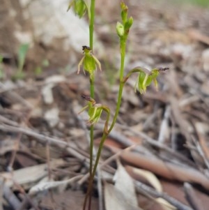 Caleana minor at Downer, ACT - suppressed