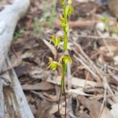 Caleana minor at Downer, ACT - suppressed
