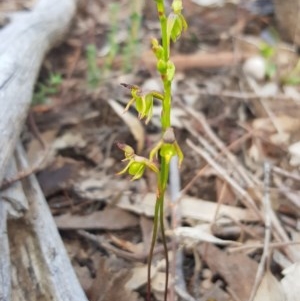 Caleana minor at Downer, ACT - suppressed