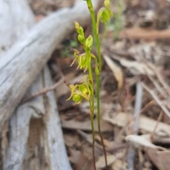 Caleana minor at Downer, ACT - suppressed