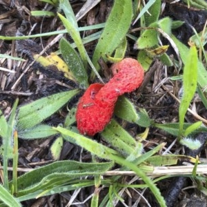 Phallus rubicundus at Illilanga & Baroona - 27 Oct 2020