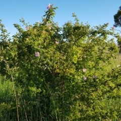 Rosa rubiginosa (Sweet Briar, Eglantine) at Mulanggari Grasslands - 14 Nov 2020 by ClubFED