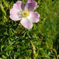 Rosa rubiginosa at Gungahlin, ACT - 14 Nov 2020