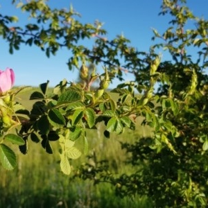 Rosa rubiginosa at Gungahlin, ACT - 14 Nov 2020