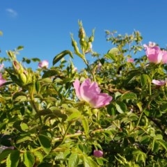 Rosa rubiginosa at Gungahlin, ACT - 14 Nov 2020