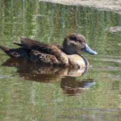 Anas gracilis (Grey Teal) at Jerrabomberra, ACT - 14 Nov 2020 by Mike