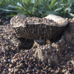 Unidentified Cap on a stem; gills below cap [mushrooms or mushroom-like] at Michelago, NSW - 1 Nov 2020 by Illilanga