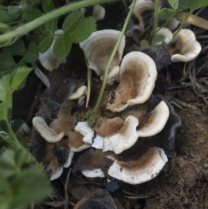 zz Polypore (shelf/hoof-like) at Illilanga & Baroona - 22 Oct 2020 04:34 PM