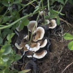 zz Polypore (shelf/hoof-like) at Illilanga & Baroona - 22 Oct 2020