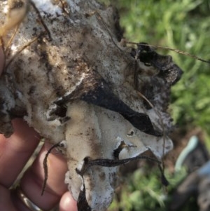 zz Polypore (shelf/hoof-like) at Illilanga & Baroona - 22 Oct 2020