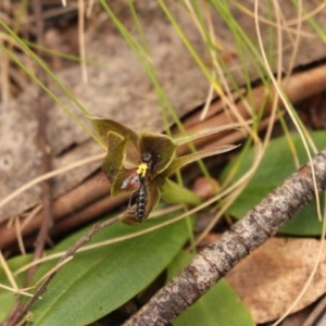 Chiloglottis valida at Cotter River, ACT - suppressed