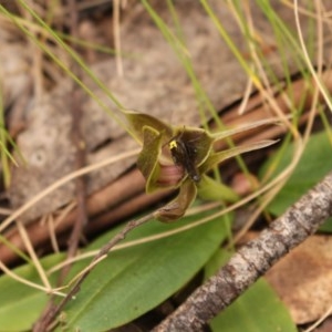 Chiloglottis valida at Cotter River, ACT - suppressed