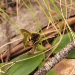 Chiloglottis valida at Cotter River, ACT - 15 Nov 2020