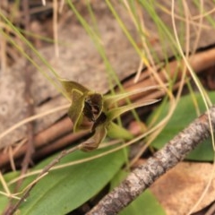 Chiloglottis valida at Cotter River, ACT - 15 Nov 2020