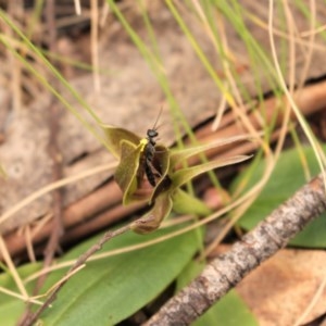 Chiloglottis valida at Cotter River, ACT - suppressed