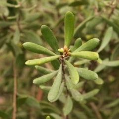 Persoonia subvelutina at Cotter River, ACT - 15 Nov 2020 by Sarah2019