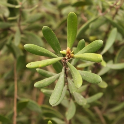 Persoonia subvelutina at Cotter River, ACT - 15 Nov 2020 by Sarah2019