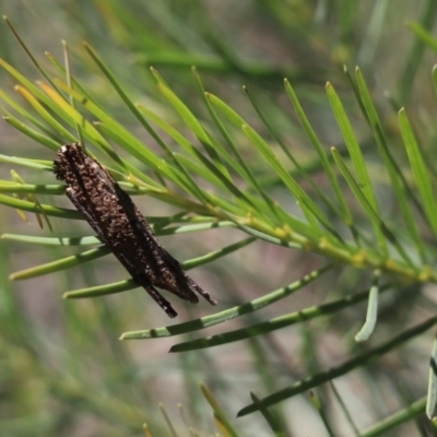 Psychidae (family) IMMATURE (Unidentified case moth or bagworm) at Cook, ACT - 14 Nov 2020 by Tammy
