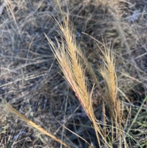 Vulpia bromoides at Hughes, ACT - 15 Nov 2020