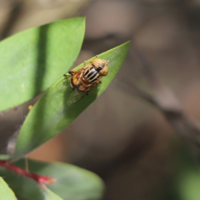 Eristalinus punctulatus (Golden Native Drone Fly) at Cook, ACT - 15 Nov 2020 by Tammy