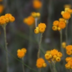 Chrysocephalum apiculatum (Common Everlasting) at Gundaroo, NSW - 16 Nov 2020 by Gunyijan