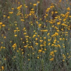 Chrysocephalum apiculatum at Gundaroo, NSW - 16 Nov 2020